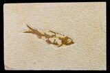 Fossil Fish (Knightia) - Wyoming #159549-1